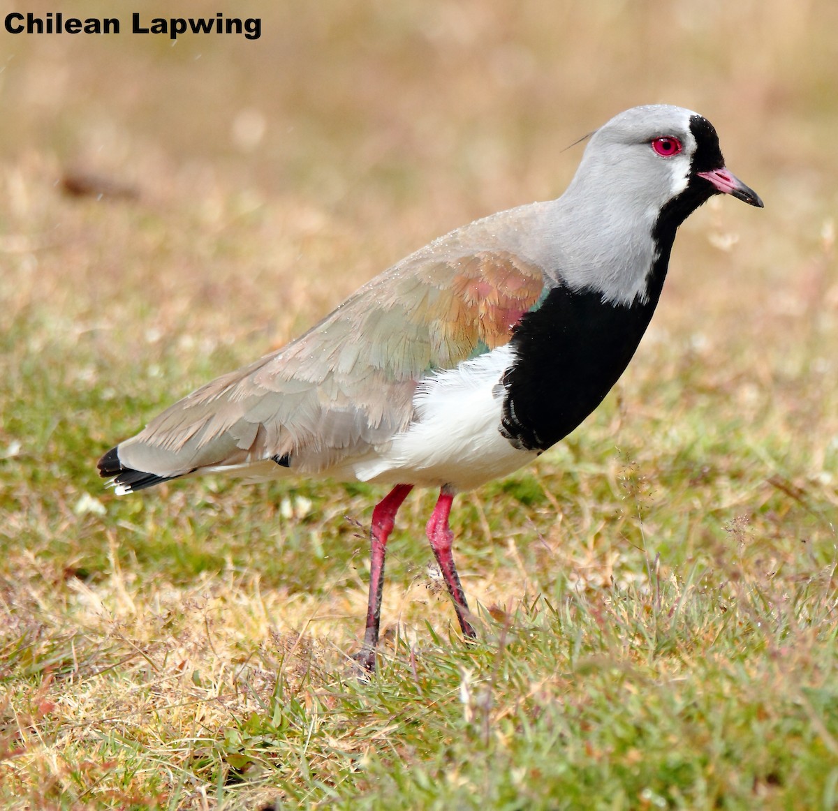 Чайка чилійська (підвид chilensis/fretensis) - ML168978241