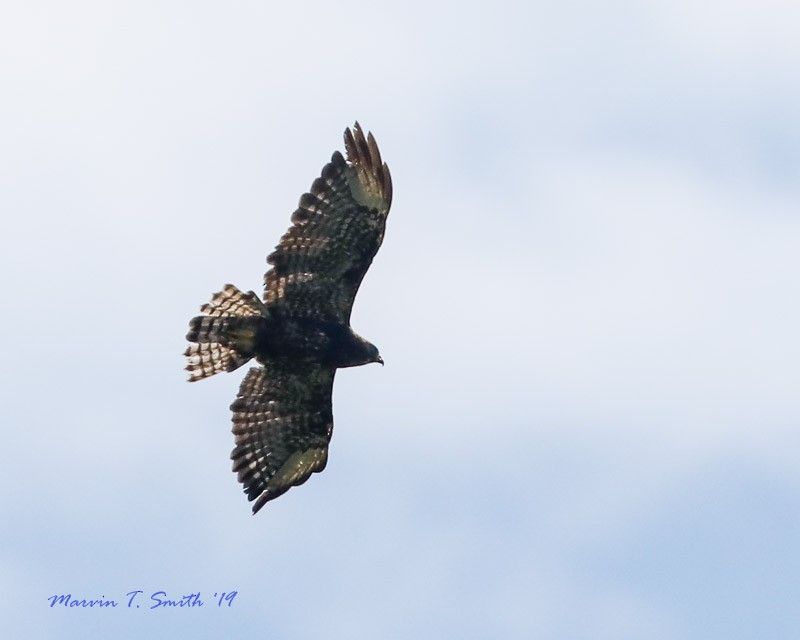 Short-tailed Hawk - Marvin Smith