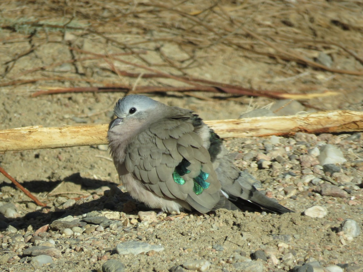Emerald-spotted Wood-Dove - Thomas Hinnebusch