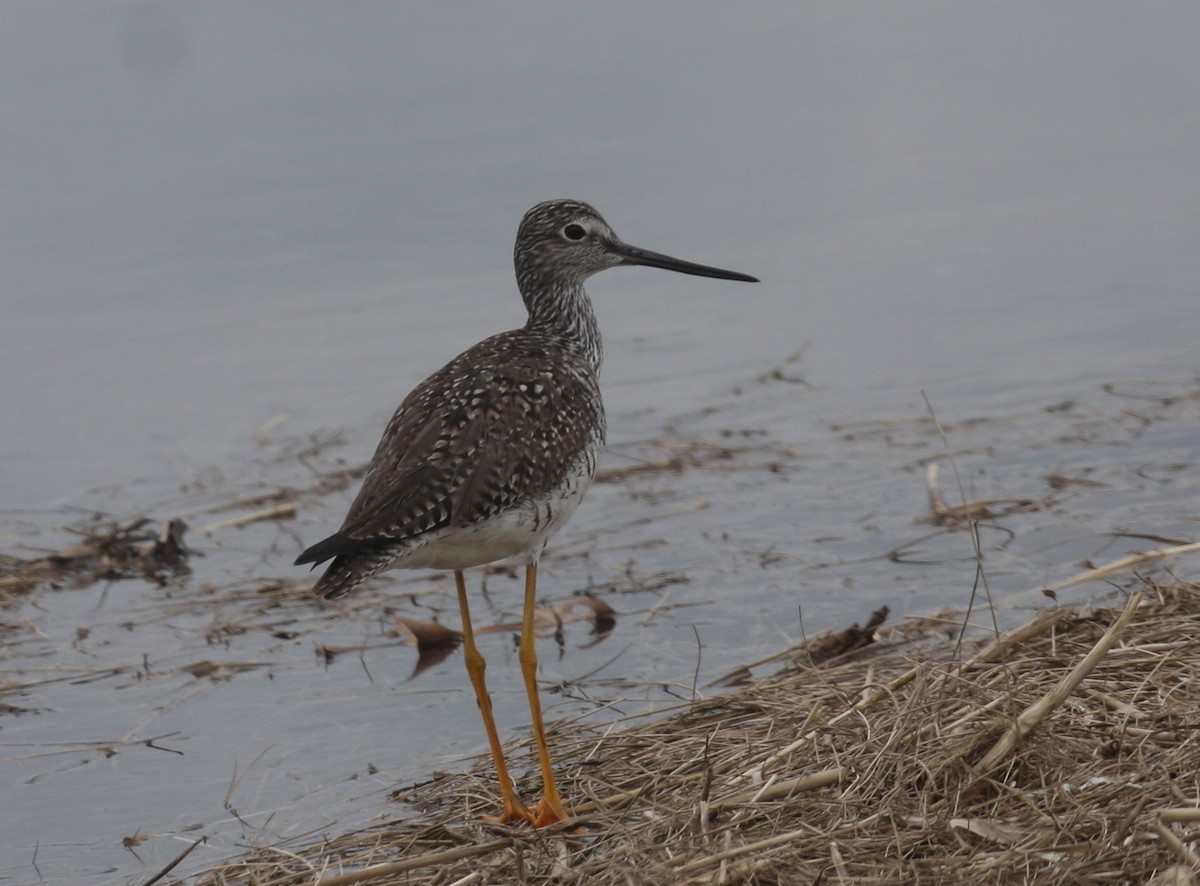 Greater Yellowlegs - Frederick Bowes