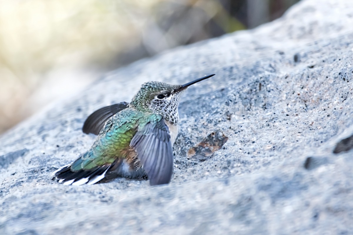 Broad-tailed Hummingbird - Cindy Cone