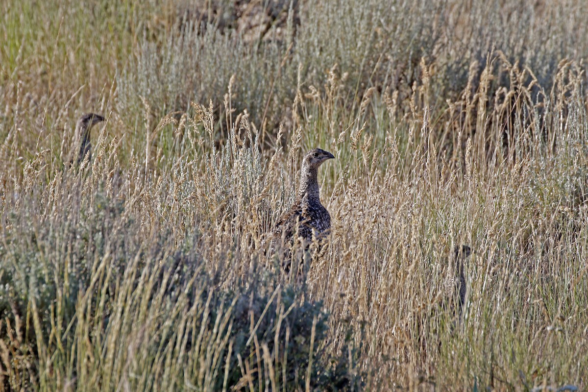 Greater Sage-Grouse - ML168988281