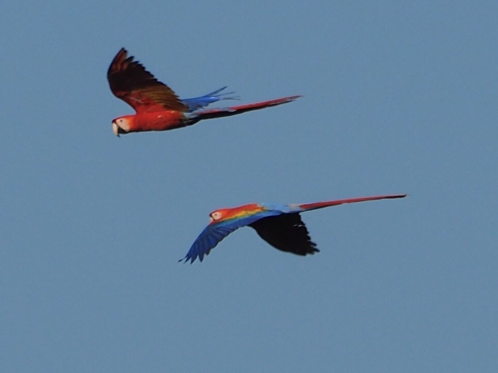 Red-and-green Macaw - Carol & Carl Trovall
