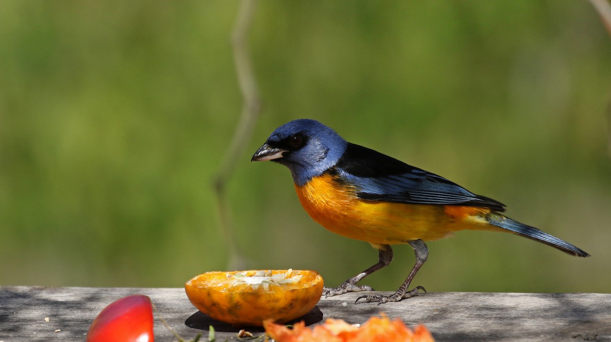Blue-and-yellow Tanager (Blue-and-yellow) - ML168995551