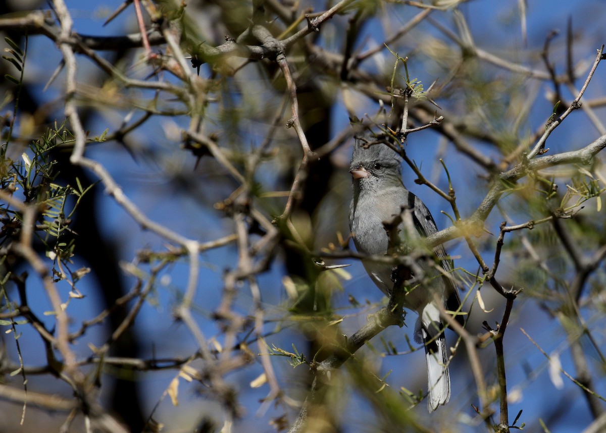 Gray-crested Finch - ML168995901