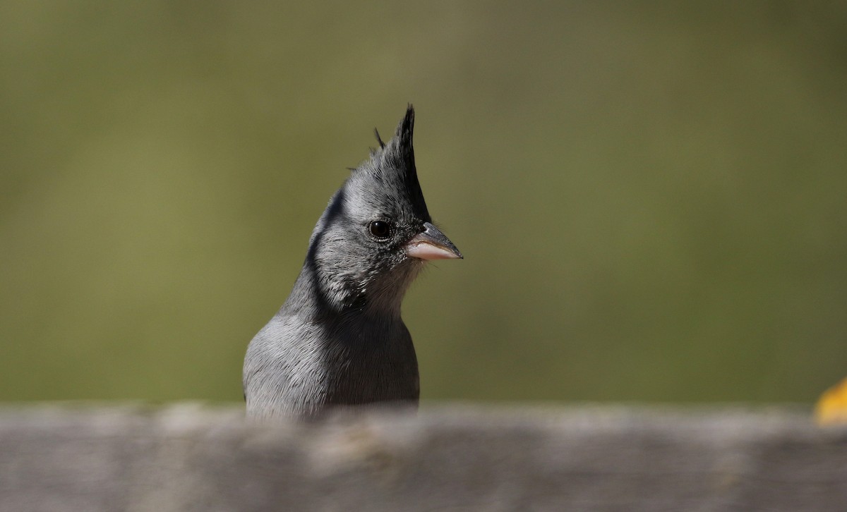 Gray-crested Finch - ML168995921