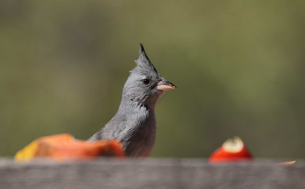 Gray-crested Finch - ML168995931