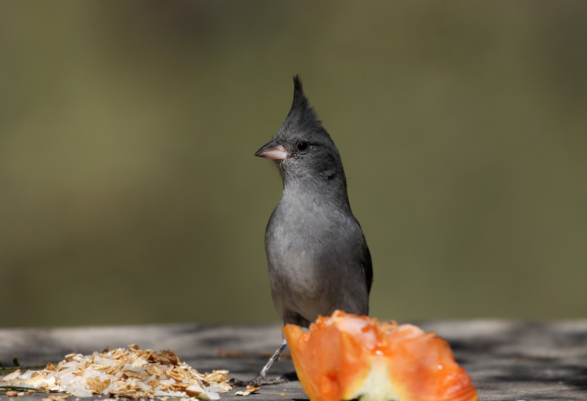 Gray-crested Finch - ML168996001