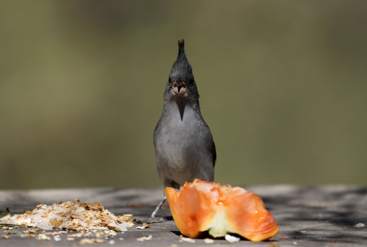 Gray-crested Finch - ML168996011