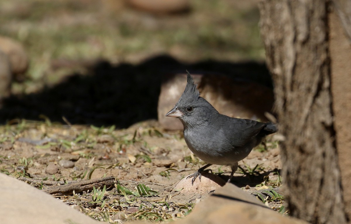 Gray-crested Finch - ML168996061