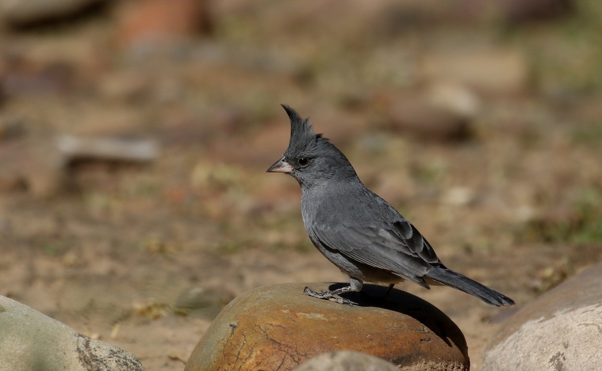 Gray-crested Finch - ML168996101