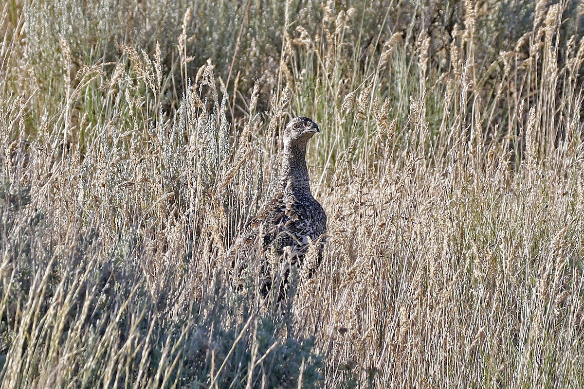 Greater Sage-Grouse - ML169000511