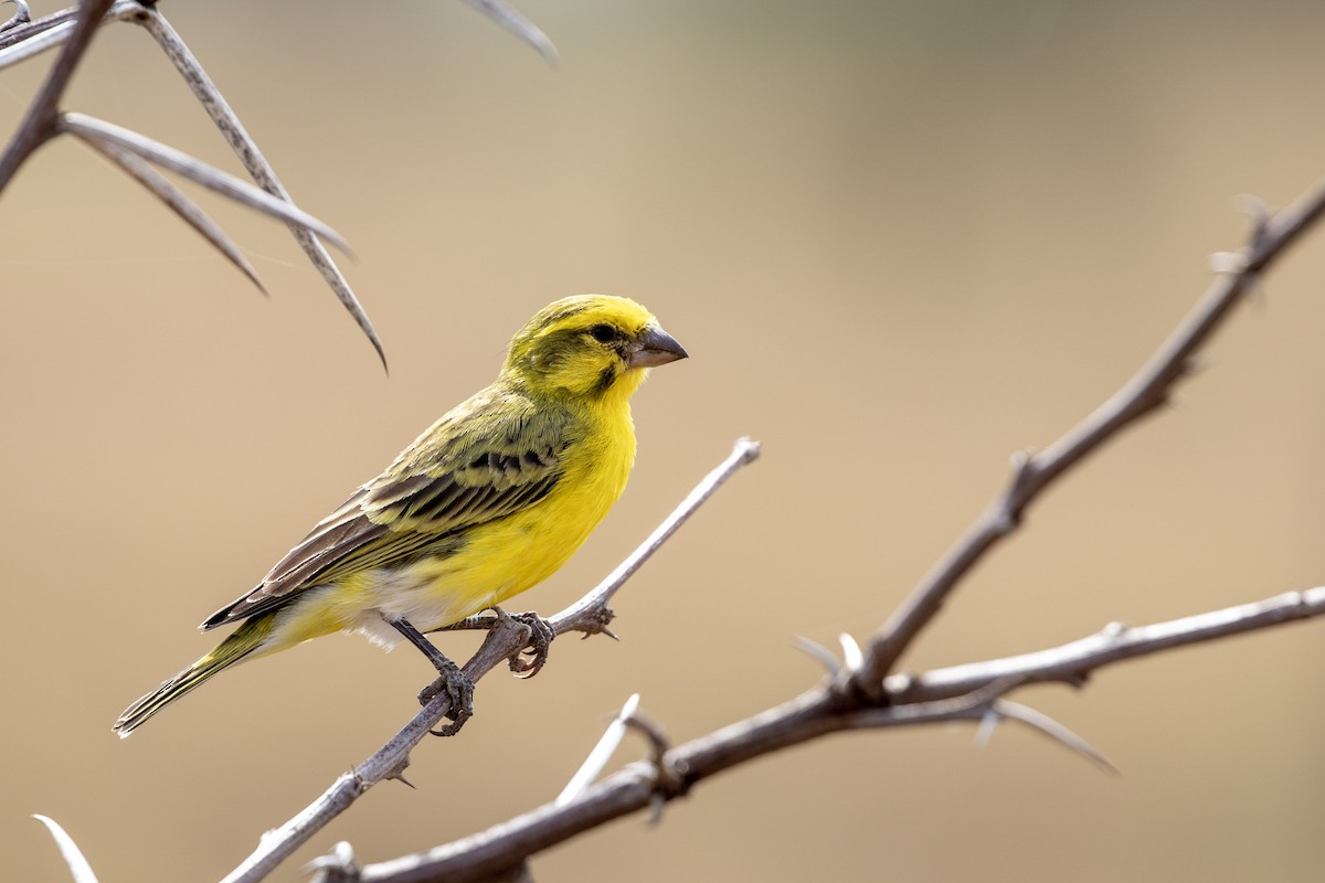 White-bellied Canary - ML169001761