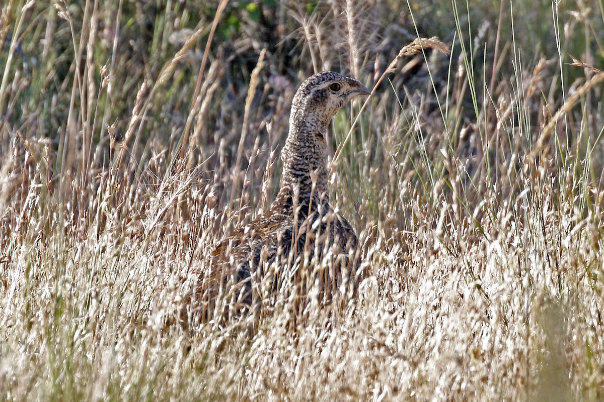 Greater Sage-Grouse - ML169002621
