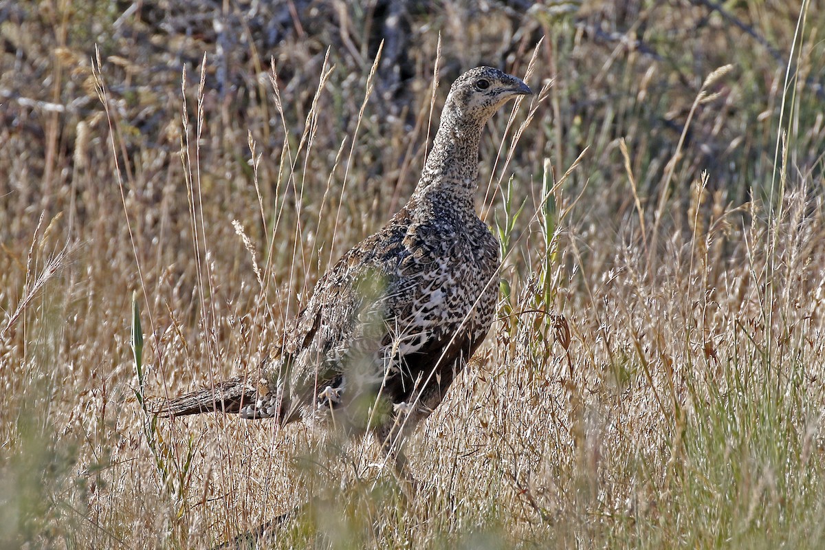 Greater Sage-Grouse - ML169003191