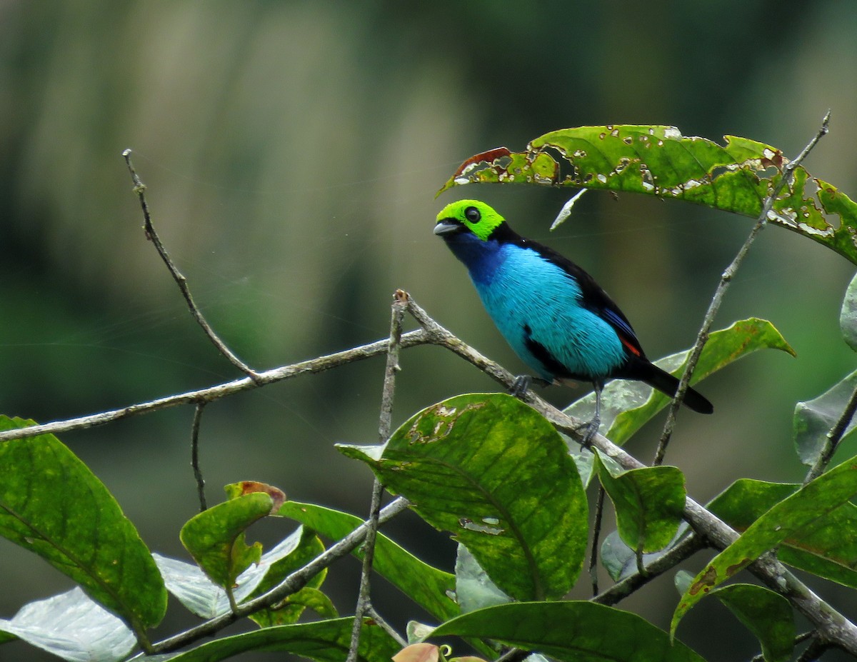 Paradise Tanager - ML169004011