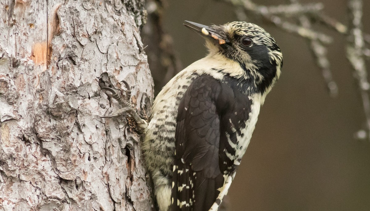 American Three-toed Woodpecker (Northwest) - ML169004421