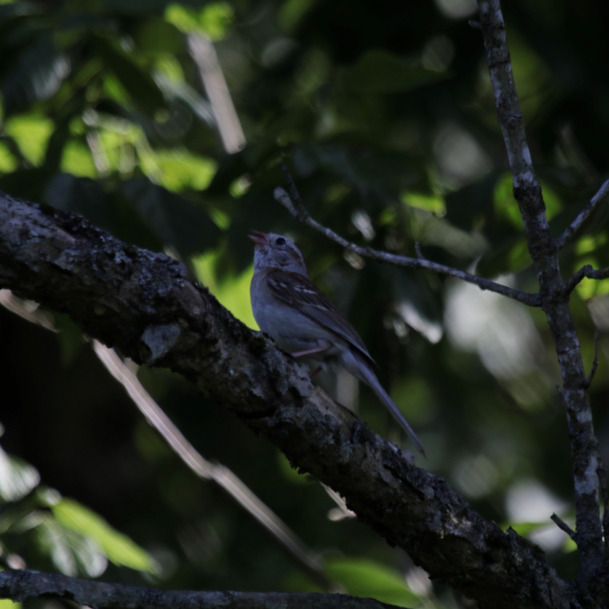 Field Sparrow - Mackenzie Goldthwait