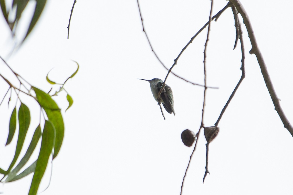 White-bellied Hummingbird - ML169006821