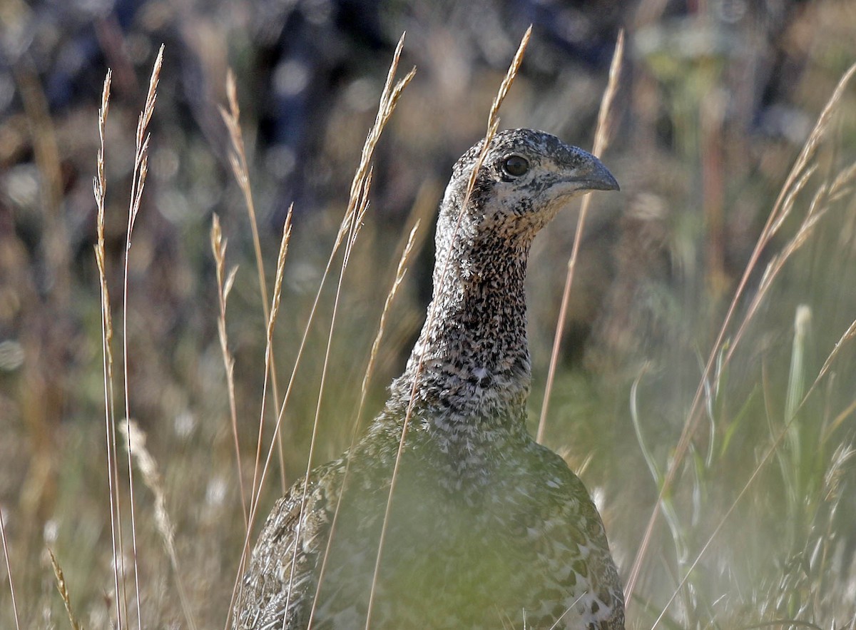 Greater Sage-Grouse - ML169009601