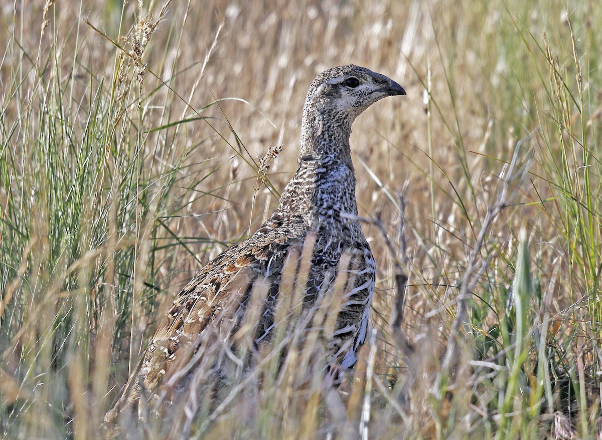 Greater Sage-Grouse - ML169009641
