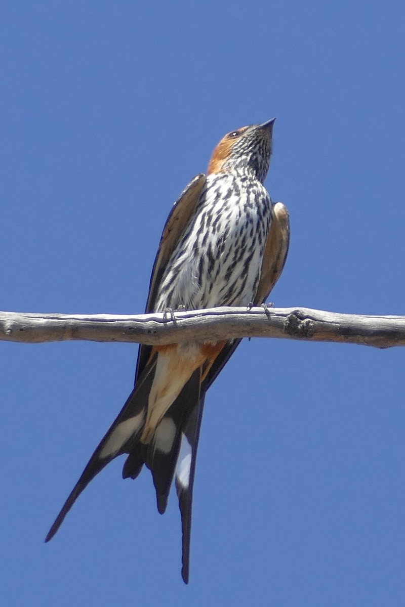 Lesser Striped Swallow - Peter Kaestner