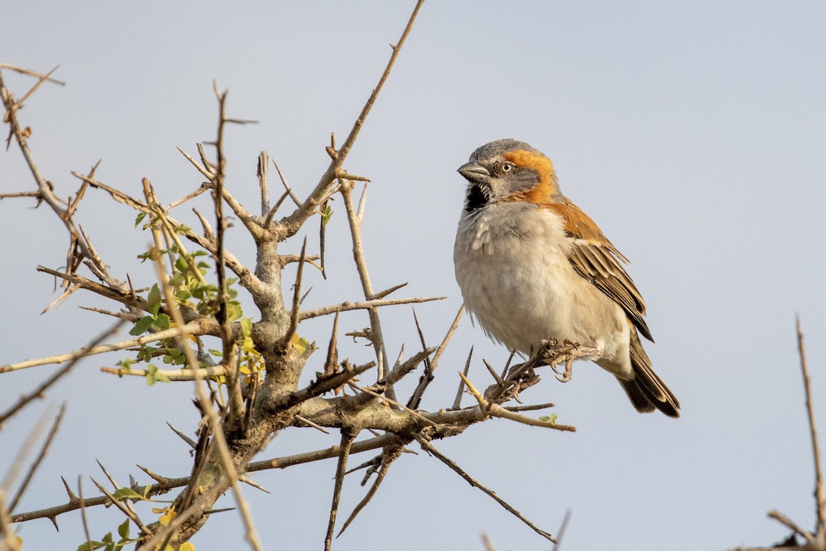 Kenya Rufous Sparrow - Charles Robshaw