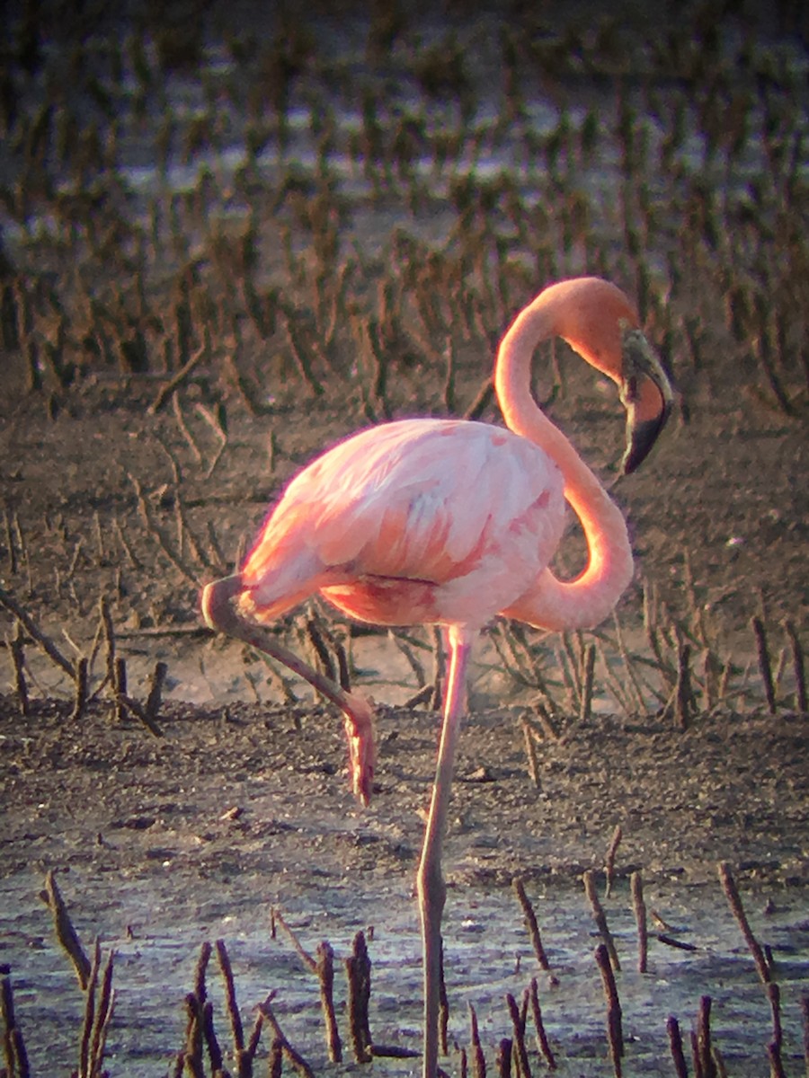 American Flamingo - ML169011201