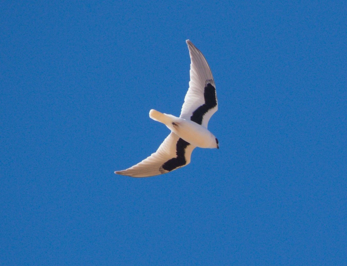 Letter-winged Kite - ML169019971