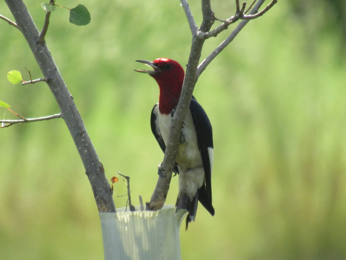 Red-headed Woodpecker - Aaron Pietsch