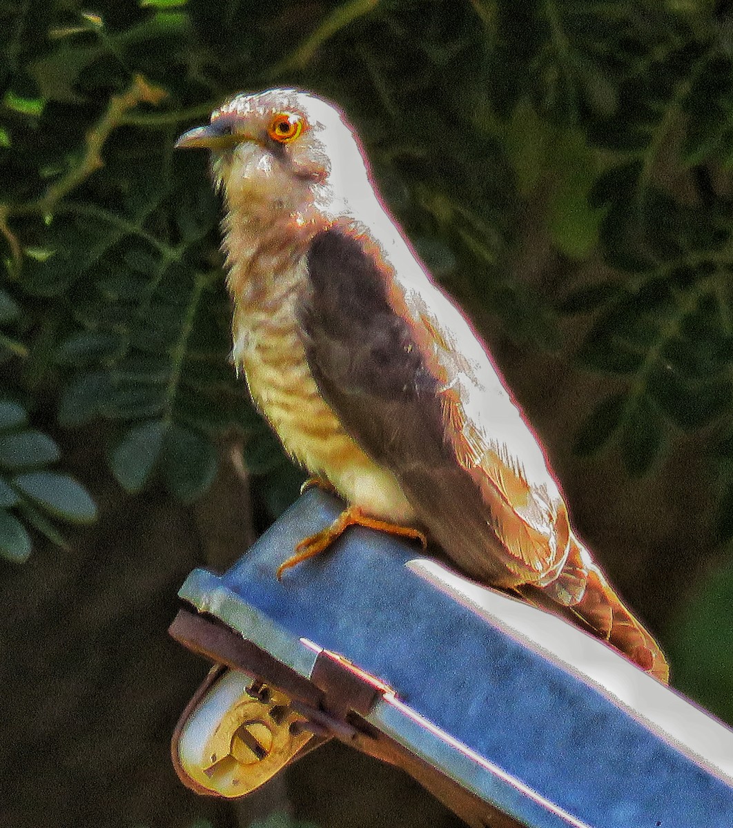 Common Hawk-Cuckoo - Santharam V