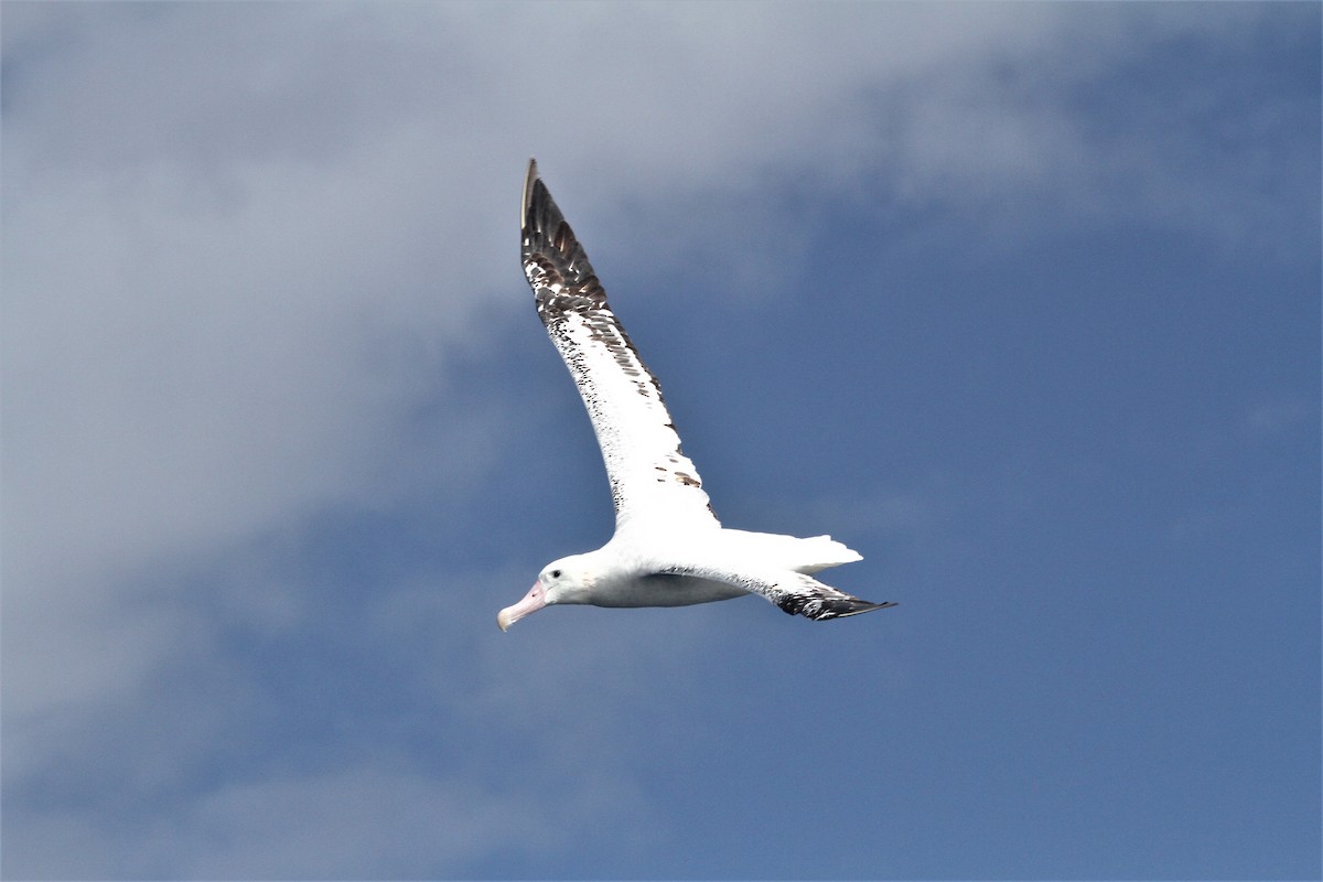 Snowy/Tristan/Antipodean Albatross - Peter Carr