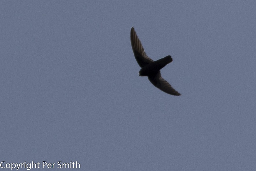 Spot-fronted Swift - ML169030321