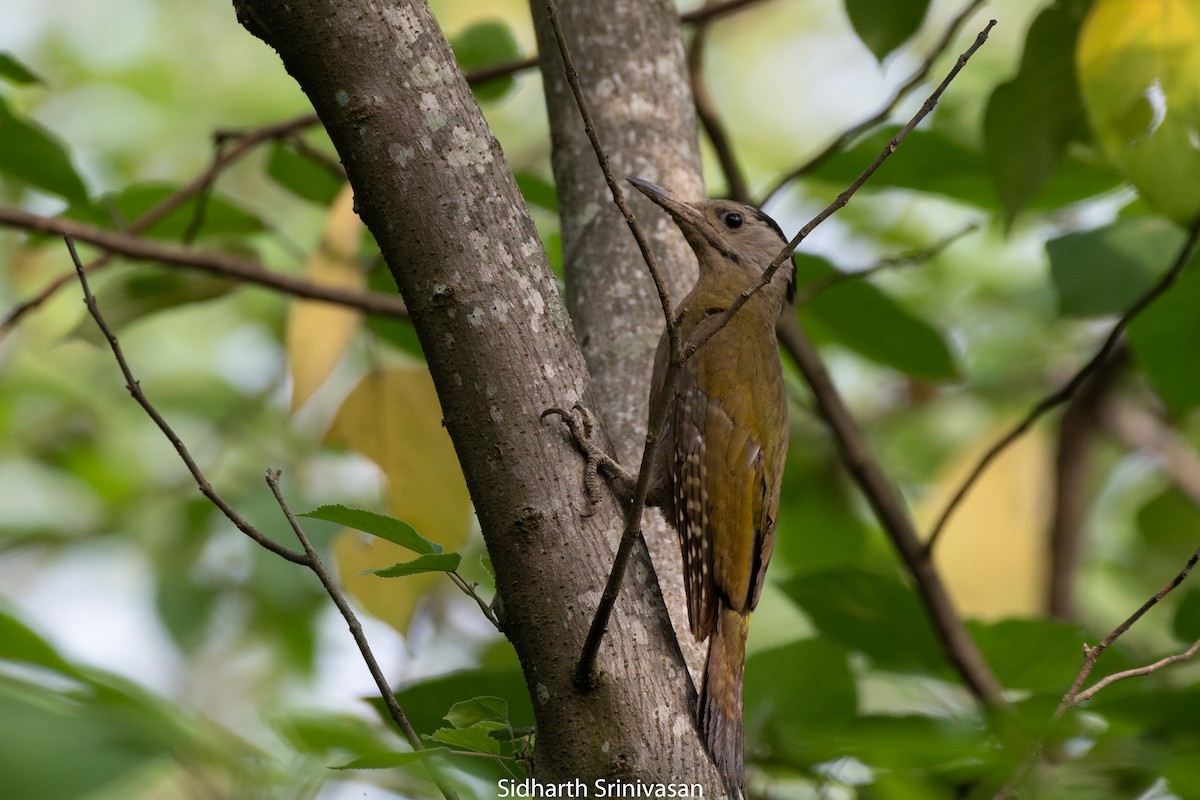 Gray-headed Woodpecker - Sidharth Srinivasan