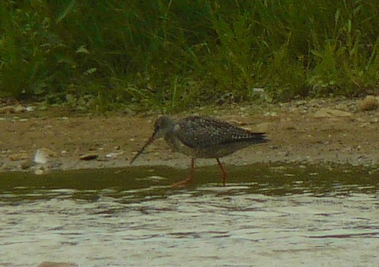 Spotted Redshank - ML169033691