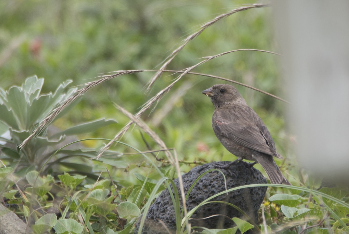 Asian Rosy-Finch - Anonymous