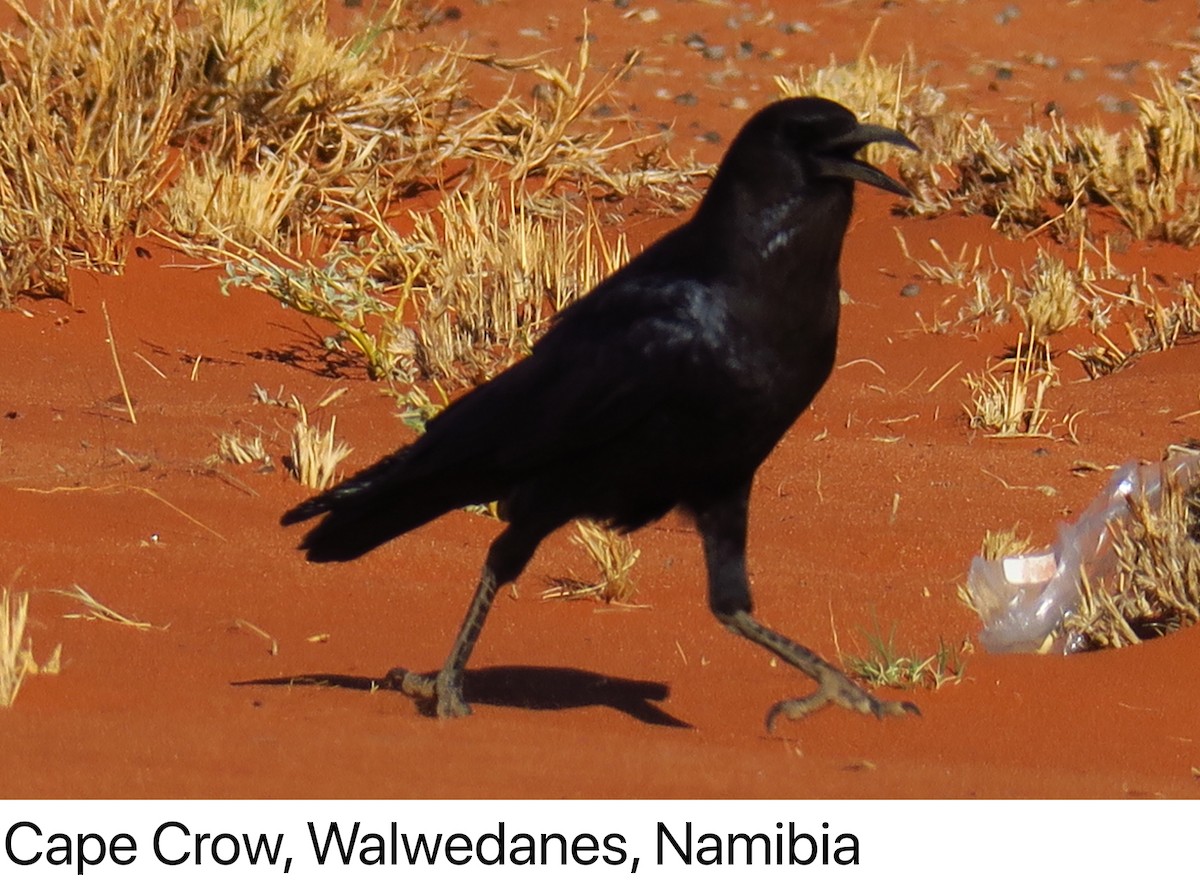 Cape Crow - Ann Breeze