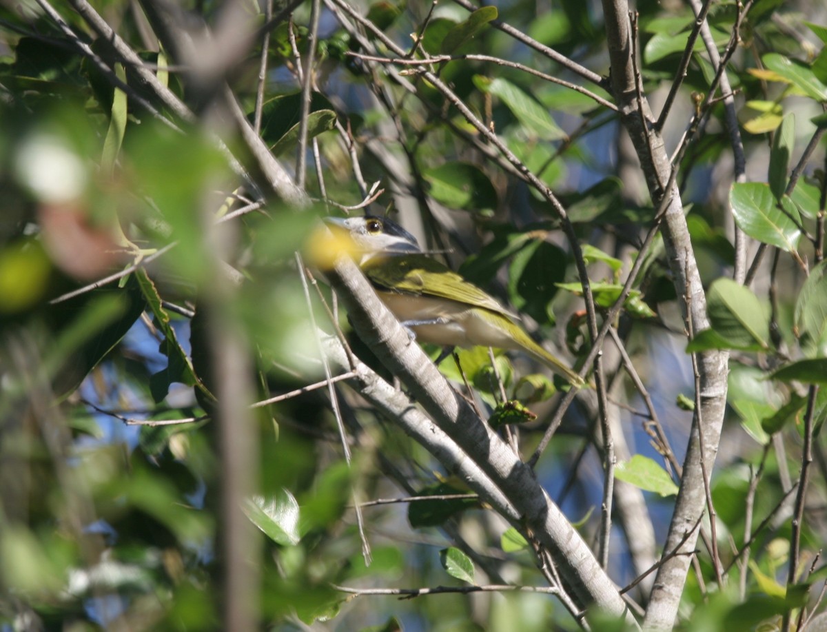 Green-backed Becard - ML169041411