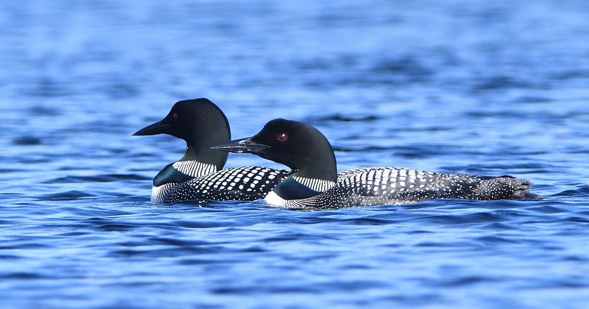 Common Loon - Woody Gillies