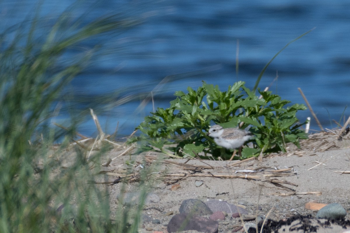Piping Plover - ML169045851