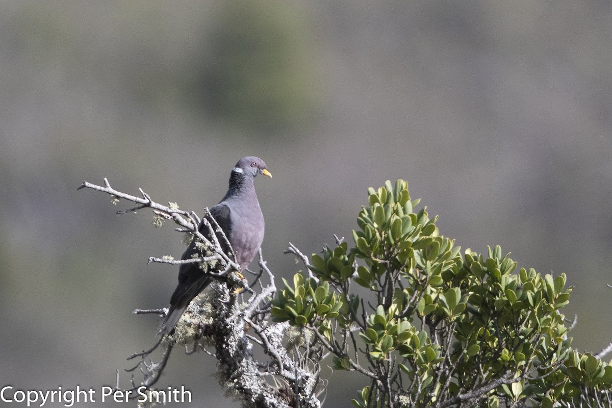 Band-tailed Pigeon - Per Smith