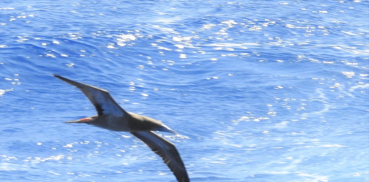 Brown Booby - ML169046511