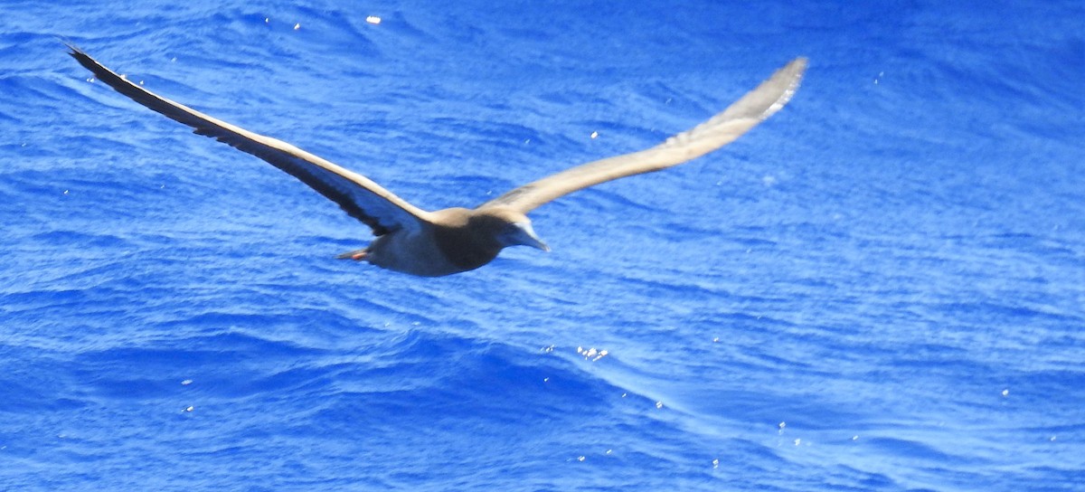 Brown Booby - ML169046531