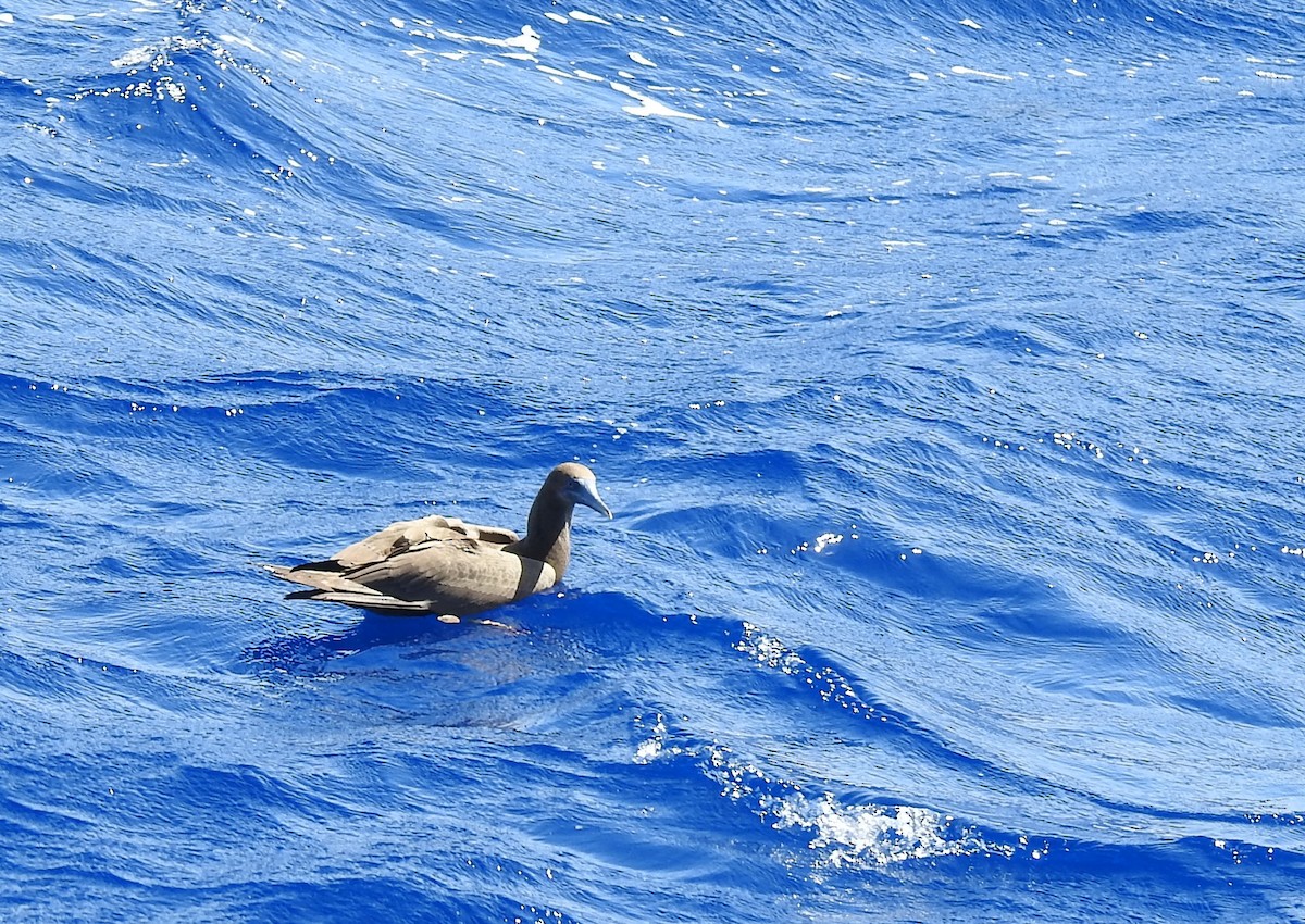 Brown Booby - ML169046551