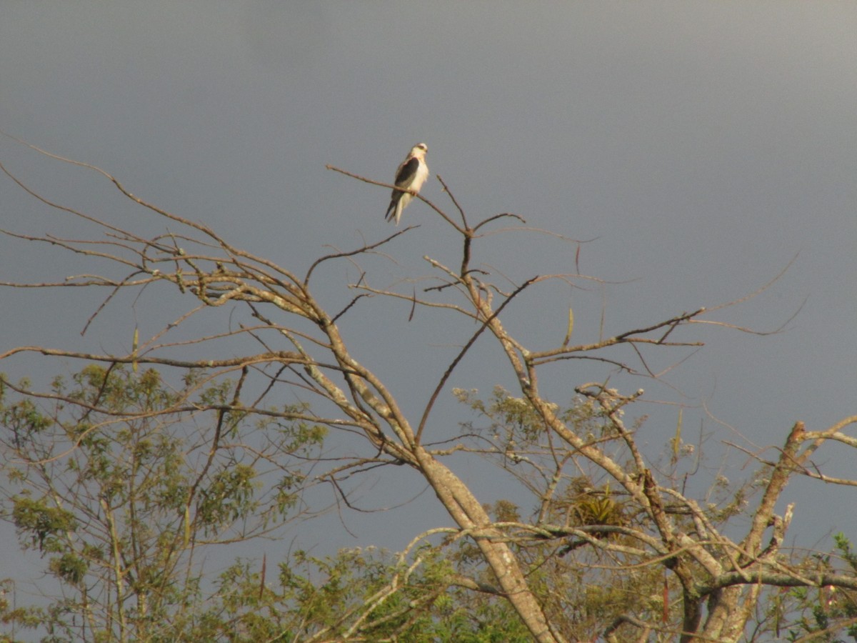 White-tailed Kite - ML169049591