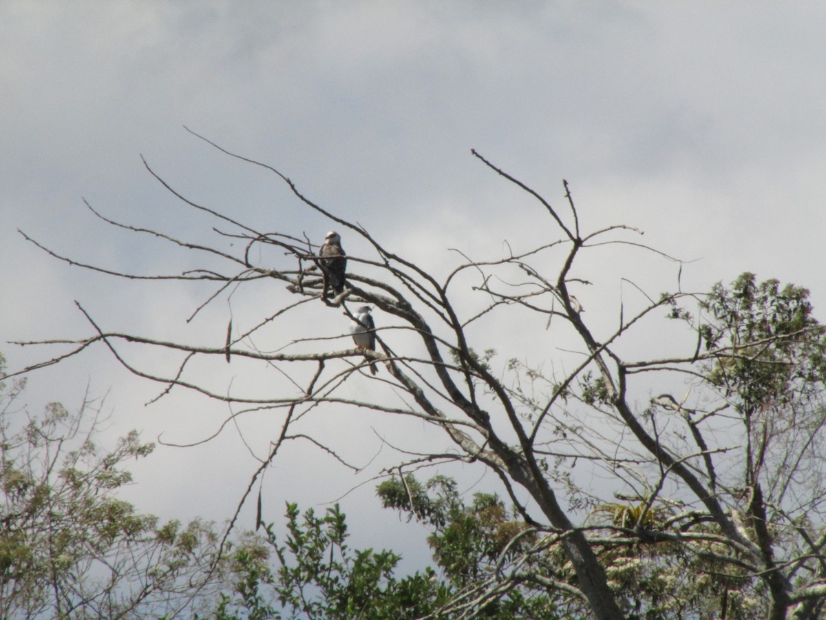 White-tailed Kite - ML169049631