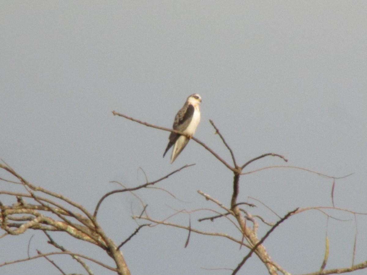 White-tailed Kite - Ariel Jiménez