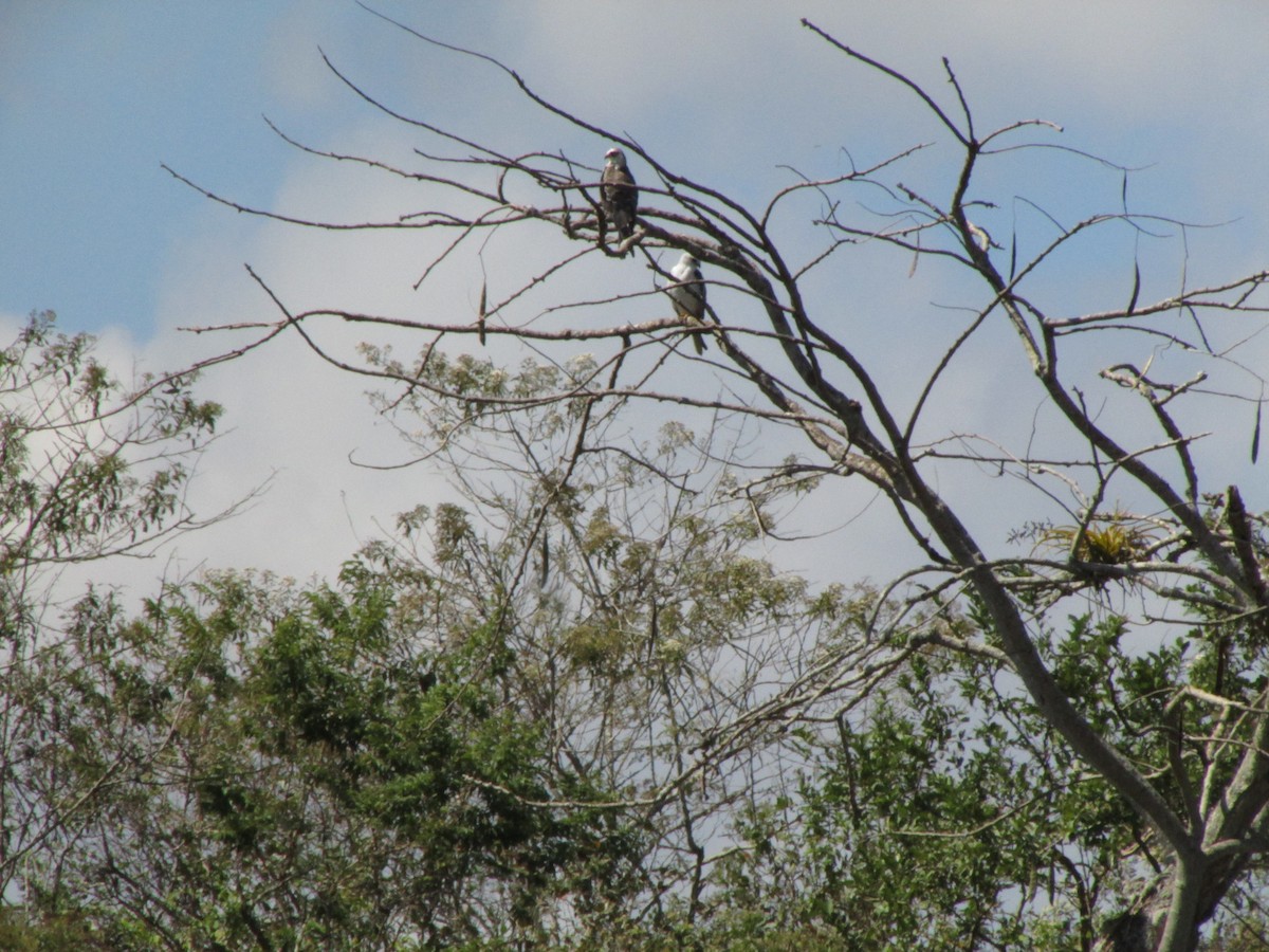 White-tailed Kite - ML169049741