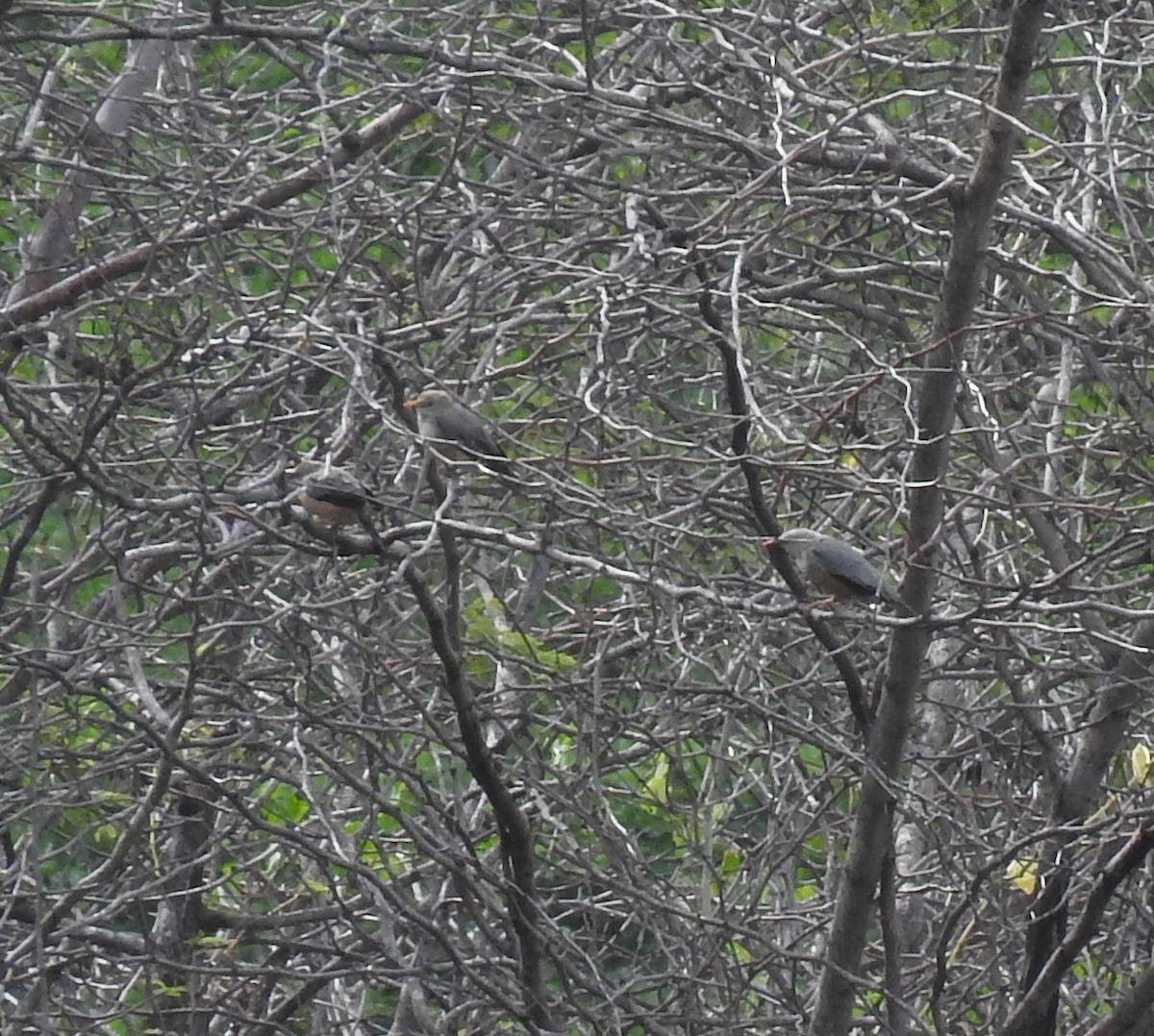Chestnut-tailed Starling - KARTHIKEYAN R