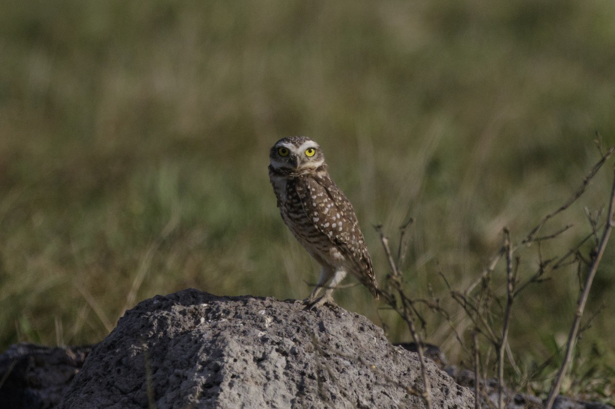 Burrowing Owl - ML169052241